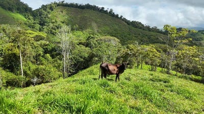 /international/cr/mountain-agricultural-land-for-sale-in-san-isidro-del-general-800-mts-despues-de-la-escuela-la-guaria-perez-zeledon-san-jose-san-isidro-del-general-san-jose-310109202653/