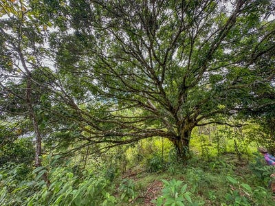 /international/cr/costa-rican-gem-with-conservation-potential-preserve-26-acres-of-pristine-land-sierpe-puntarenas-310102582997/