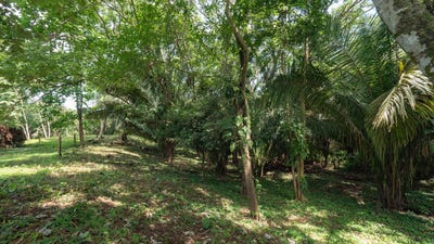 /international/cr/x85j-p9g-guanacaste-province-nosara-costa-rica-nosara-guanacaste-province-310093936405/
