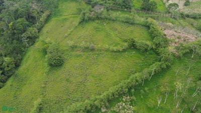 /international/cr/jabillos-turrialba-turrialba-cartago-turrialba-cartago-province-310107679429/