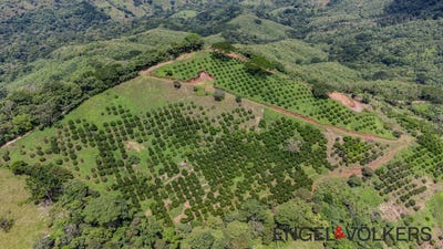 /international/cr/finca-naranja-maquenco-maquenco-guanacaste-province-310100432691/
