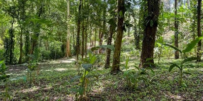 /international/cr/perfect-oasis-lot-at-santa-teresa-santa-teresa-puntarenas-puntarenas-310103088567/