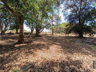 /international/cr/alajuela-alajuela-alajuela-province-310108726763/