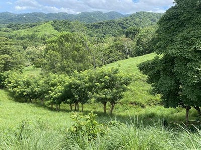 /international/cr/samara-samara-guanacaste-province-310106460126/