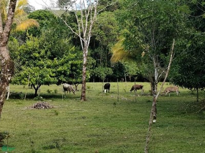 /international/cr/-cote-guatuso-alajuela-guatuso-alajuela-province-310107496156/