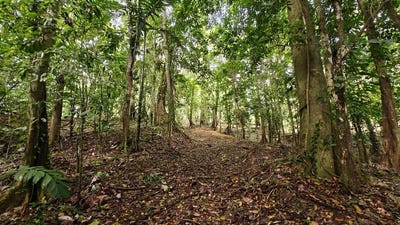 /international/cr/id-1028-expansive-multi-level-titled-parcel-with-privacy-and-development-flexibility-puerto-viejo-limon-province-310105826253/
