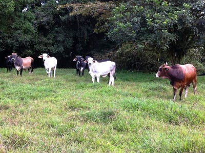 /international/cr/rincon-del-pato-hobby-farmers-delight-cote-alajuela-province-310104979745/