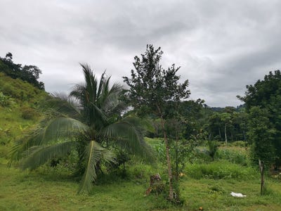 /international/cr/la-mona-golfito-golfito-puntarenas-golfito-puntarenas-310101175918/?lang=zh-cn