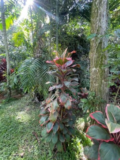 /international/cr/higuito-san-mateo-san-mateo-alajuela-san-mateo-alajuela-province-310108674452/
