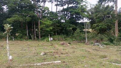 /international/cr/rio-celeste-guatuso-alajuela-guatuso-alajuela-province-310108248139/