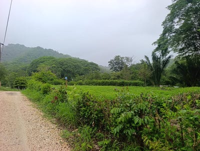 /international/cr/bejuco-bejuco-guanacaste-bejuco-guanacaste-province-310108971984/