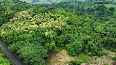 /international/cr/ceiba-s-n-hojancha-hojancha-guanacaste-hojancha-guanacaste-province-310100733919/