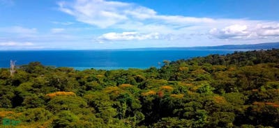 /international/cr/peninsula-de-osa-osa-puntarenas-osa-puntarenas-310097165668/