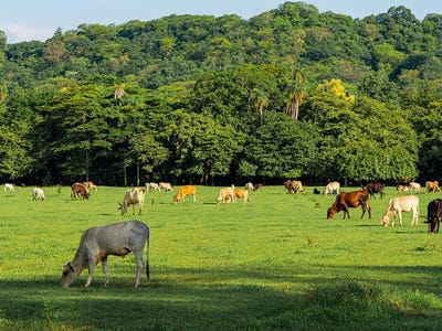 /international/cr/160-santa-cruz-guanacaste-province-310101841537/