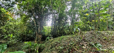 /international/cr/la-tigra-san-carlos-alajuela-san-carlos-la-tigra-alajuela-san-carlos-la-tigra-alajuela-province-310107623508/