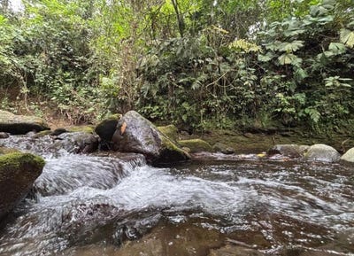 /international/cr/la-catarata-la-fortuna-alajuela-costa-rica-san-carlos-la-fortuna-alajuela-san-carlos-la-fortuna-alajuela-province-310102866319/