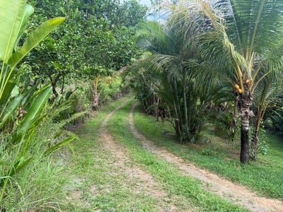 /international/cr/baru-de-perez-zeledon-frente-a-oficinas-de-catarata-nauyaca-perez-zeledon-san-jose-perez-zeledon-san-jose-310108463675/