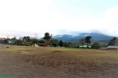 /international/cr/la-palmera-palmera-san-carlos-alajuela-san-carlos-alajuela-province-310102722653/