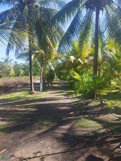 /international/cr/playa-bandera-parrita-puntarenas-310106285240/