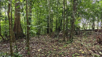 /international/cr/id-1033-elevated-titled-parcel-with-sunlight-natural-drainage-and-privacy-puerto-viejo-limon-province-310105826228/