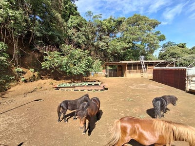 /international/cr/want-a-horse-property-rare-horse-estate-near-grecia-additional-rental-home-grecia-alajuela-province-310108701529/