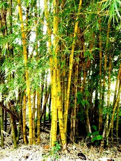 /international/cr/bamboo-garden-large-country-home-ready-for-your-personal-touch-san-luis-guanacaste-province-310107019092/