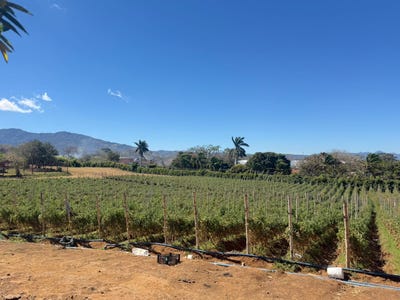 /international/cr/alajuela-san-rafael-la-canada-alajuela-alajuela-alajuela-alajuela-province-310105775600/