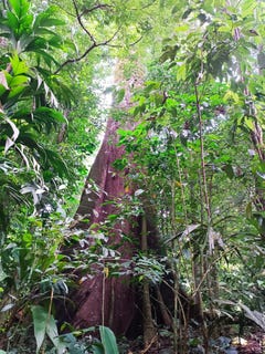 /international/cr/kilometro-30-guaycara-puntarenas-puntarenas-puntarenas-puntarenas-310103197637/