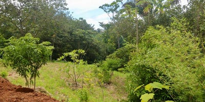 /international/cr/eco-village-homesites-in-san-isidro-san-isidro-santa-teresa-alajuela-province-310105743856/