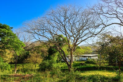/international/cr/x86v-62-guanacaste-province-nosara-costa-rica-nicoya-guanacaste-province-120088468691/