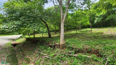 /international/cr/s-n-tempate-santa-cruz-guanacaste-santa-cruz-guanacaste-province-310099974557/