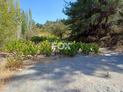 /international/cy/agridia-limassol-310105947458/