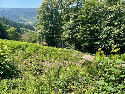 /international/de/ottenhofen-im-schwarzwald-baden-wurttemberg-310109233215/