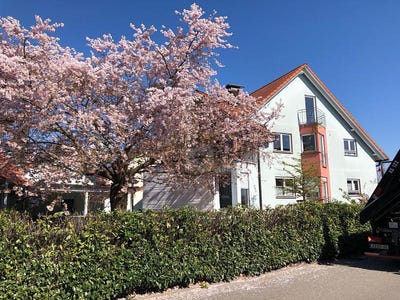 /international/de/rust-baden-wurttemberg-310108598761/