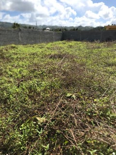 /international/do/centro-del-pueblo-o-el-limon-samana-samana-310108373104/