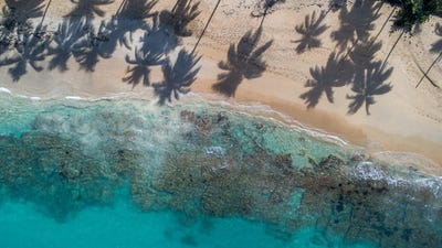 /international/do/el-coson-samana-samana-310107411857/