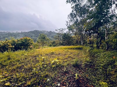/international/ec/off-grid-jungle-homesite-near-mashpi-river-485m²-of-tropical-potential-mashpi-pichincha-310107264216/