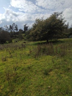 /international/ec/your-peaceful-haven-in-the-heart-of-nature-a-cotacachi-land-for-sale-cotacachi-imbabura-province-310101207044/?lang=zh-tw