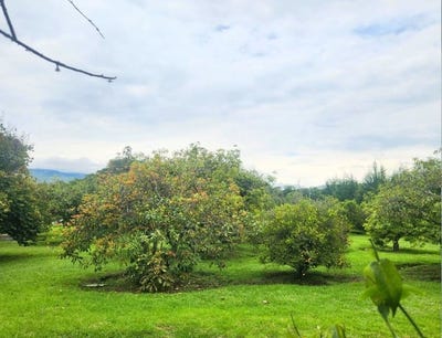 /international/ec/countryside-home-construction-site-for-sale-in-guayllabamba-guayllabamba-pichincha-310106159212/