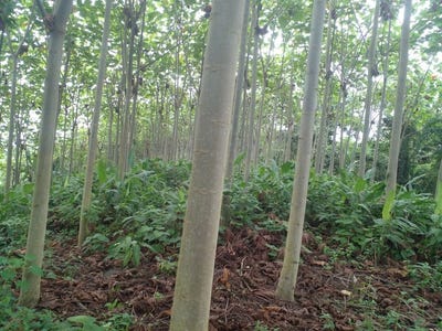 /international/ec/chone-beauty-countryside-agricultural-land-farm-for-sale-in-chone-via-chone-quito-chone-manabi-province-310107834118/