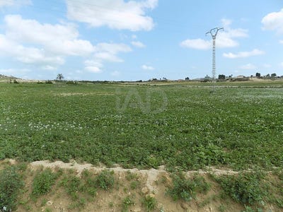 /international/es/camino-de-elche-portimao-valencian-community-310105419750/