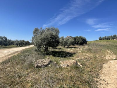 /international/es/mollina-andalusia-310106483059/