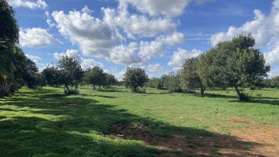 /international/es/53-diseminado-son-orellet-porreres-balearic-islands-310105011196/
