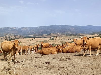 /international/es/gaucin-andalusia-310107650923/