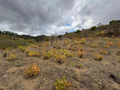 /international/es/poligono-10-parcela-14-porrera-catalonia-310105186037/