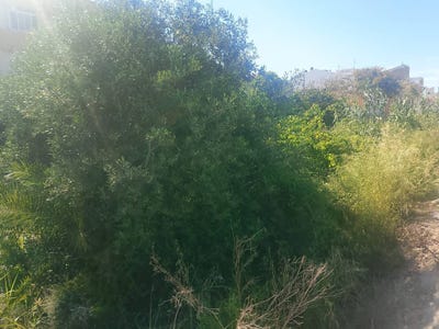 /international/es/valldigna-rafelcofer-valencian-community-310108371748/