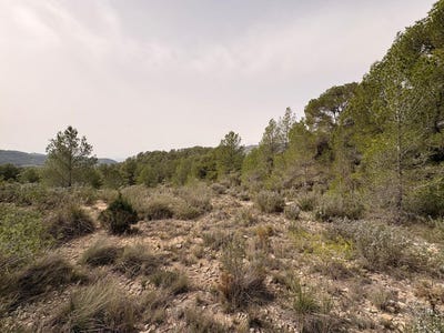 /international/es/petrer-valencian-community-310108900125/