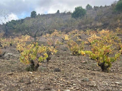/international/es/porrera-catalonia-310103468093/