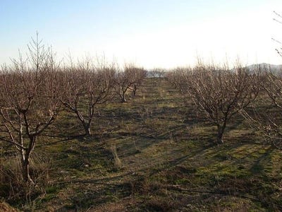 /international/es/canillas-de-albaida-andalusia-310100741292/