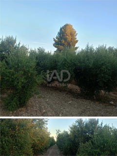 /international/es/barrio-el-consejero-nr-lorca-region-of-murcia-310106993156/